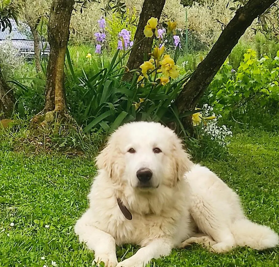 B&B La Casina Di Iris Arezzo